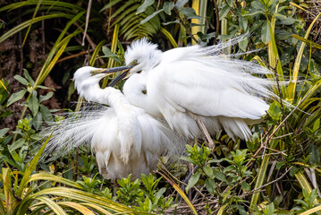 White Heron at Breeding Colony in Okarito, New Zealand