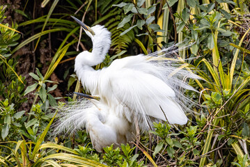 White Heron at Breeding Colony in Okarito, New Zealand