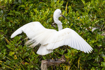 White Heron at Breeding Colony in Okarito, New Zealand
