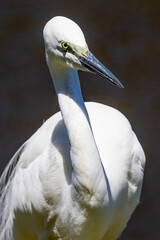 White Heron at Breeding Colony in Okarito, New Zealand