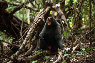 An adult Celebes crested macaque shows its teeth, Tangkoko National Park, Indonesia