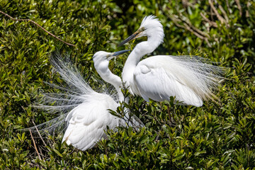 White Heron at Breeding Colony in Okarito, New Zealand