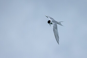 White-fronted Tern in New Zealand