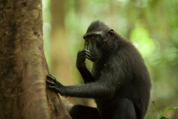 A macaca nigra looks suspiciosly on the photographer, Indonesia.