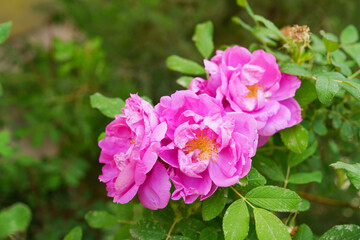 Fototapeta na wymiar Delicate pink roses in the sun