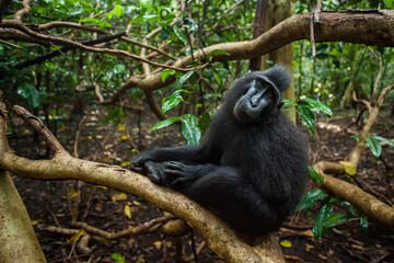 Black macaque sits on the tree and looks at the camera with its cute face