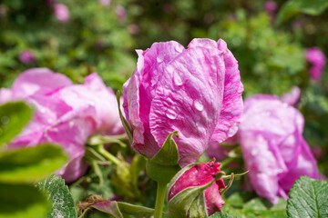 Blooming Damascus roses and dewdrops