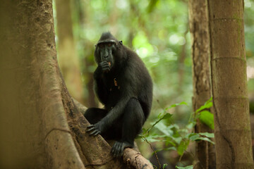 A macaca nigra in Indonesian rainforest