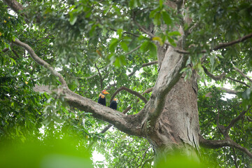 Rare hornbill birds sit on the tree in the rainforest © Denys