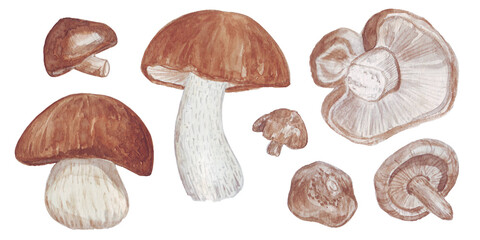set of watercolor illustrations edible mushrooms isolated on white background, sticker, brown mushrooms, shitake; stiker