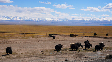 Yak herd on grassland and snow mountain