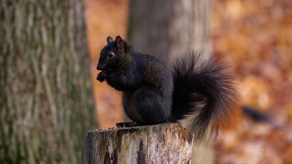 squirrel in the park