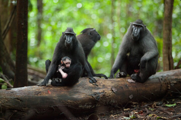 A family of macaca nigra with the kid monkey
