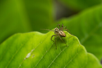 Fototapeta premium inseto macro aranha fofinha
