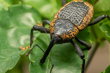 inseto macro besouro banana