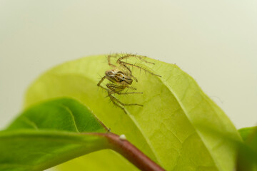 inseto macro aranha fofinha