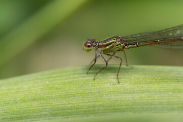 inseto macro libelula