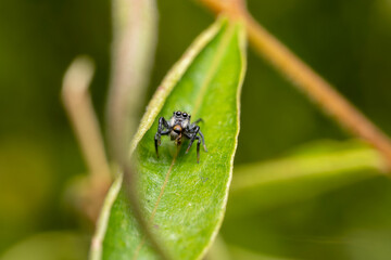 inseto macro aranha fofinha