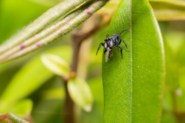 Naklejka premium inseto macro aranha fofinha