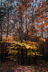 Obraz premium autumn in the woods