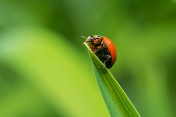 inseto macro joaninha folha