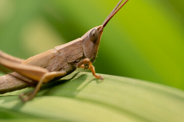inseto macro gafanhoto brasileiro