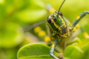 inseto macro gafanhoto brasileiro