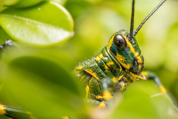 inseto macro gafanhoto brasileiro