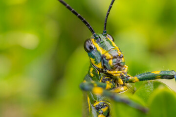 inseto macro gafanhoto brasileiro