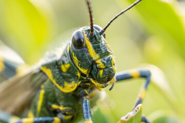 inseto macro gafanhoto brasileiro