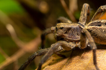 inseto macro aranha fofinha natureza