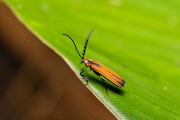 inseto macro
