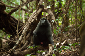 An adult black macaque in the jungle of Indonesia