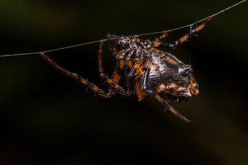inseto macro aranha fofinha natureza