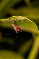inseto macro