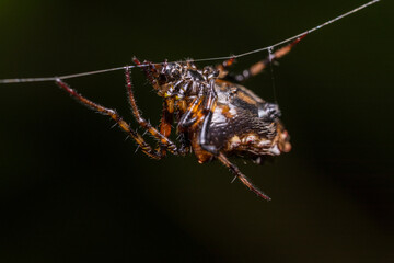 inseto macro aranha fofinha natureza