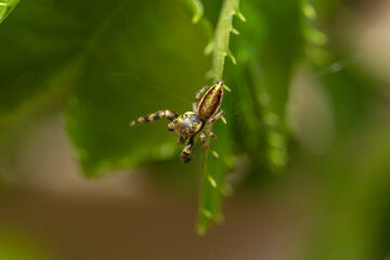 Naklejka premium inseto macro aranha fofinha natureza