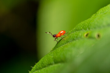 inseto macro