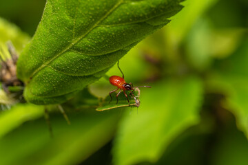 inseto macro