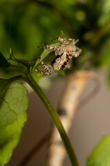 inseto macro aranha fofinha natureza