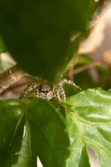 Fototapeta premium inseto macro aranha fofinha natureza