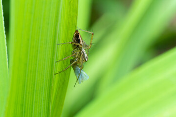 inseto macro