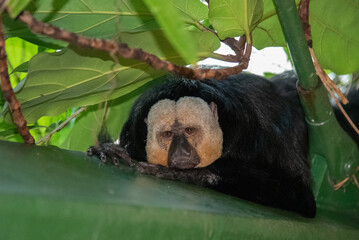 Weißkopfsaki schaut müde liegend unter Blättern hervor