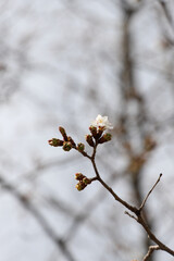 開花が始まった山桜