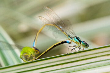 inseto macro libelula colorida