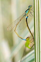 inseto macro libelula colorida