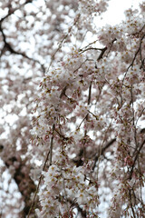 京都御苑の糸桜