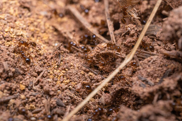 inseto macro formiga