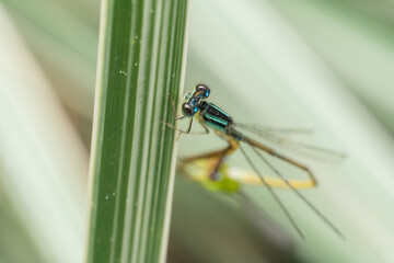 inseto macro libelula colorida