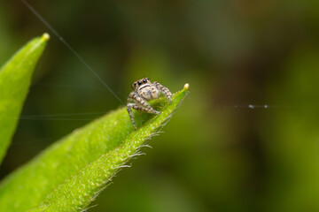 inseto macro aranha fofinha natureza